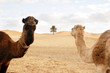 Camels resting in the Sahara Desert Camels resting in the Sahara Desert