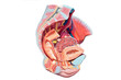Female pelvis . Reproduction system anatomy.