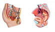 Photo: Male, female pelvis anatomy. Reproduction system Male, female pelvis anatomy. Reproduction system