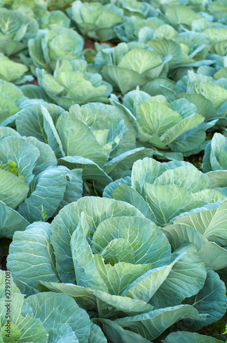 Photo: Cabbage farming at organic food farm Cabbage farming at organic food farm