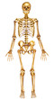Esqueleto humano frontal