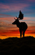 Stag