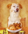 Hund liebt Fleisch