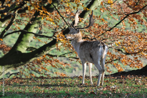 Photo: Fallow deer Fallow deer