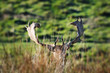 Red deer
