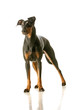 manchester terrier