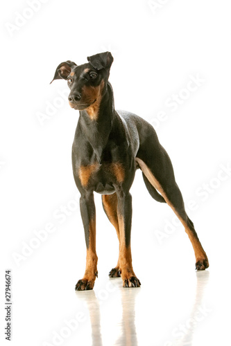 Photo: manchester terrier manchester terrier