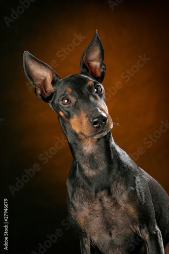 Photo: manchester terrier manchester terrier