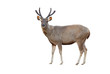 sambar deer isolated