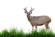 sambar deer with grass isolated