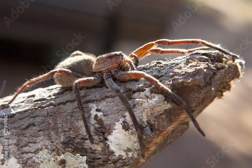 Photo: a tarantula (theraphosidae) sitting on a piece of wood a tarantula (theraphosidae) sitting on a piece of wood