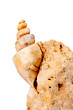 Turritella Eocene Superiore