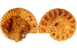 Ammonite Cretaceo