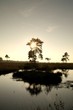 moor