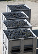 Crates of grapes (Italy)