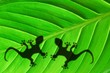 tropical background tropical background