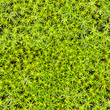 Foto: Seamless texture - marsh moss Seamless texture - marsh moss