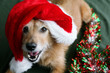 Dog in a Santa hat with a happy grin