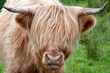 Highlandcattle