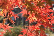 紅葉2010