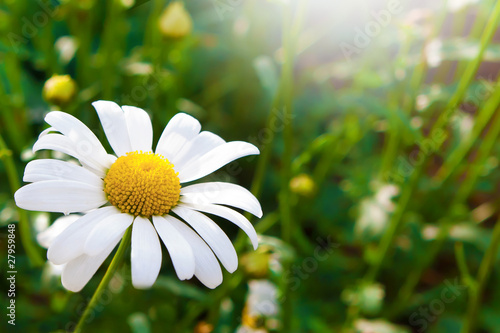 Photo: Daisy01 Daisy01