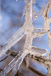 Frozen tree