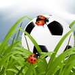 ball between grass ball between grass