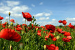poppies