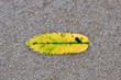 Blatt am Strand