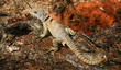 Madagaskar Echse