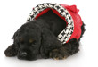 puppy wearing dog coat