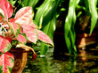 Foto: Water Pond with Plants Water Pond with Plants