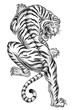 Shaded Asian Tiger