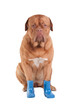 Dog with boots