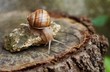 snail