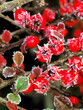 Frosty red berries