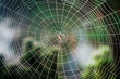 Spiral orb web with a spider Spiral orb web with a spider