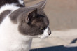 Katze