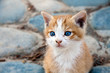 Katzenbaby Katzenbaby