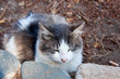 Katzenbaby im Schlaf