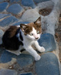 Katzenbaby Katzenbaby