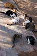 Katzen beim Essen Katzen beim Essen