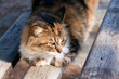 Katze
