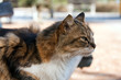 Katze