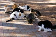 Katzen beim Essen Katzen beim Essen
