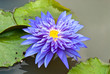 Close-up of blue lotus in garden