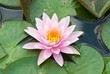 Close-up of pink lotus in garden