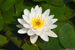 Close-up of white lotus in garden
