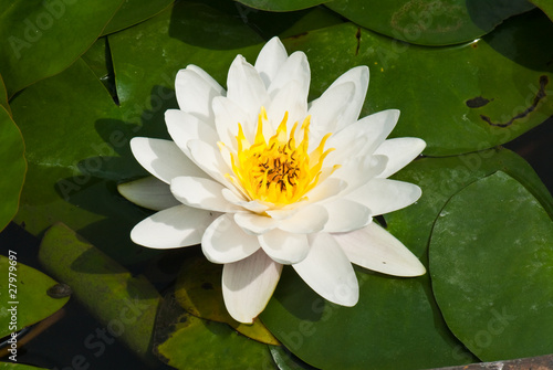Photo: Close-up of white lotus in garden Close-up of white lotus in garden