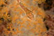 Hawkfish Hawkfish